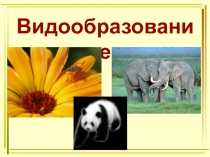 Видообразование
