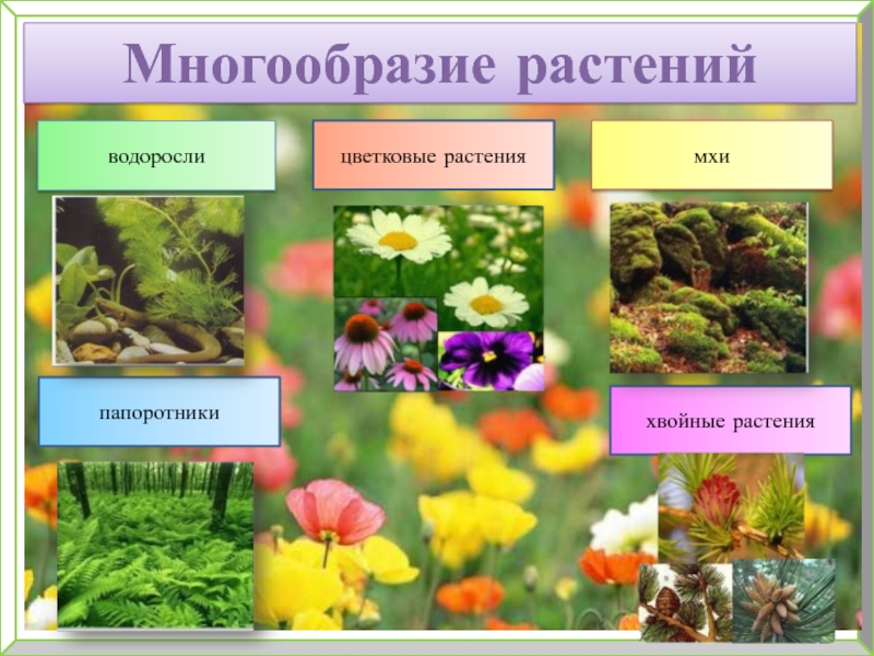 Многообразие цветковых. Разнообразие цветов растений. Многообразие цветковых растений. Разнообразие растений цветковые. Разнообразие цветковых.
