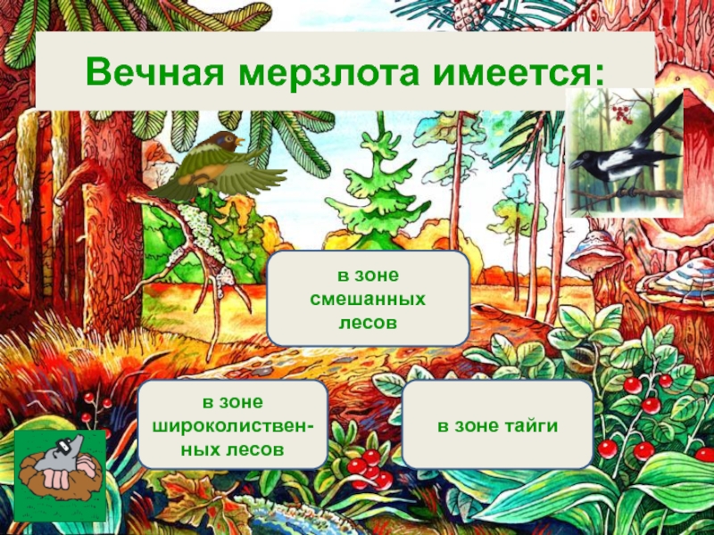 1 вариант в лесу. В тайге растут сосны ели лиственницы. В тайге растут пихты ели лиственницы. Что растет в тайге. Дуб растет в тайге.