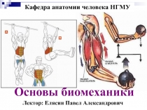 Основы биомеханики
Кафедра анатомии человека НГМУ
Лектор: Елясин Павел