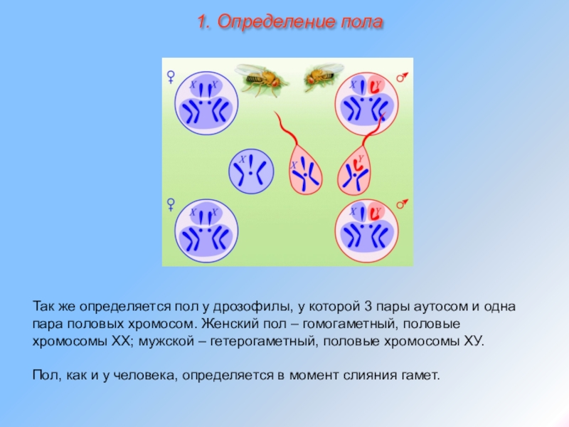 Хромосомное определение пола презентация 10 класс