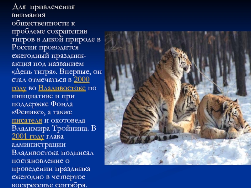 Для привлечения внимания общественности к проблеме сохранения тигров в дикой природе в России проводится