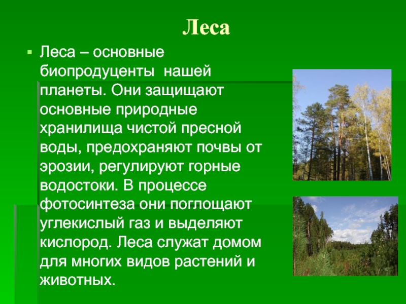 В лесу текст 8 класс русский. Рассказ о лесе. Рассказ про леса. Текст про лес. Маленький рассказ про лес.