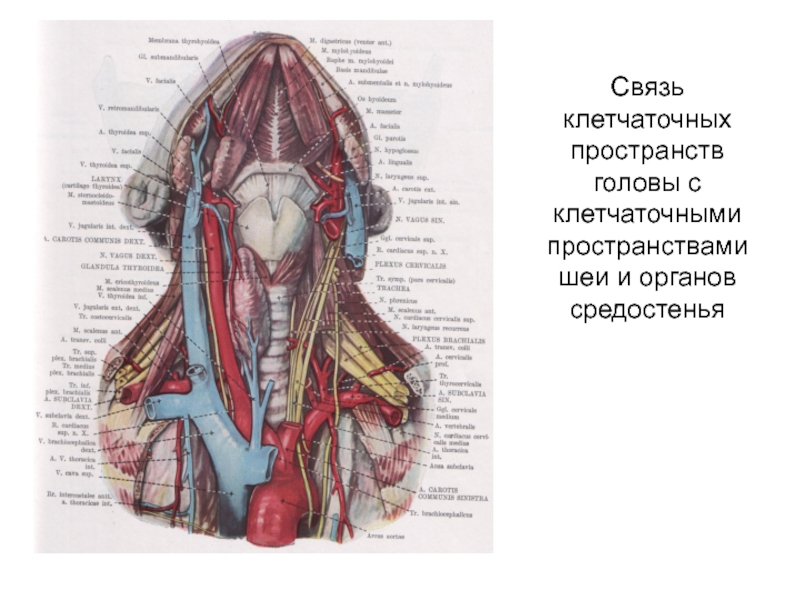 Топографическая анатомия головы презентация