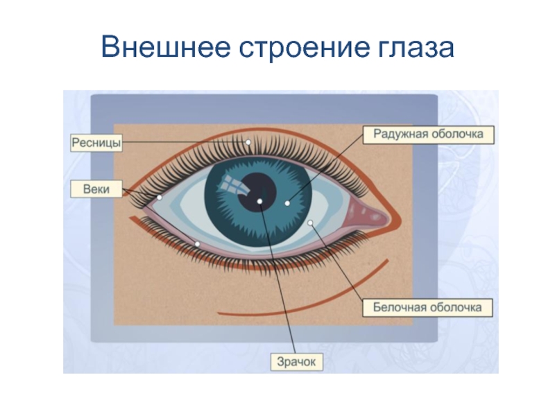 Рисунок орган зрения глаз