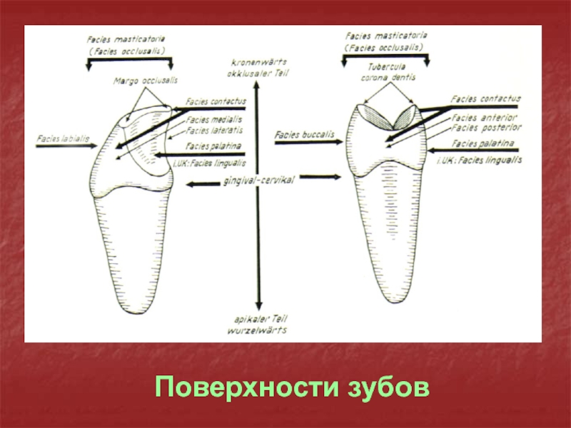 Поверхности зуба в стоматологии схема