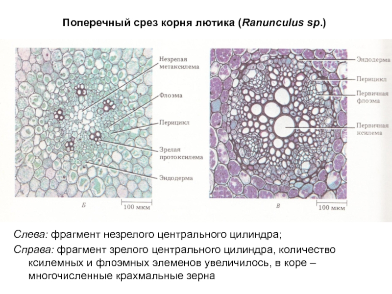 Поперечный срез корня Лютика. Поперечный срез корня. Строение корня на поперечном срезе. Поперечный срез корня однодольного.