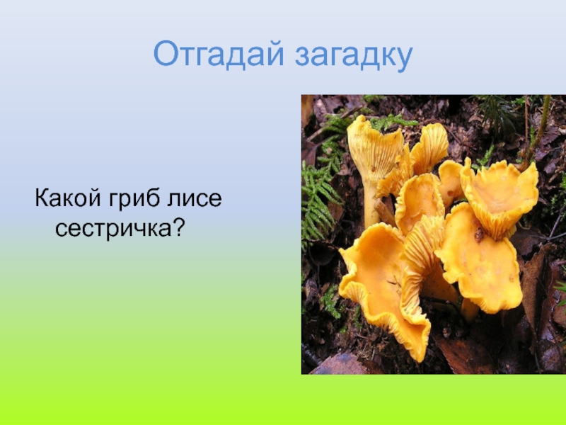 Лисички 3 класс. Загадка про гриб Лисичка. Загадки про лисичек грибов. Загадки на тему грибы лисички. Загадка про лисички грибы для детей.