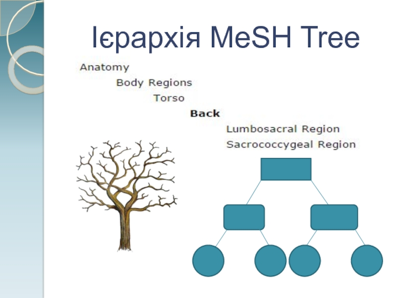 Ієрархія MeSH Tree