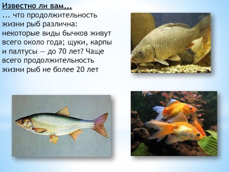Рыбы долго живут. Сколько живут рыбы. Продолжительность жизни рыб. Продолжительность жизни речных рыб. Средняя Продолжительность жизни рыб.