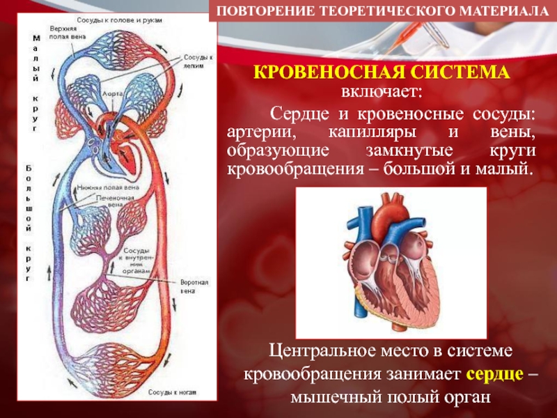Кровеносная система сердце вены артерии капилляры. Система артериальной кровеносной системы. Кровеносная система сердца. Анатомия сердца и круги кровообращения. Строение системы кровообращения.