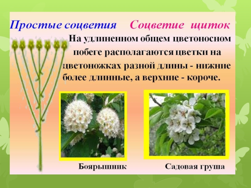 Простейшие растения примеры