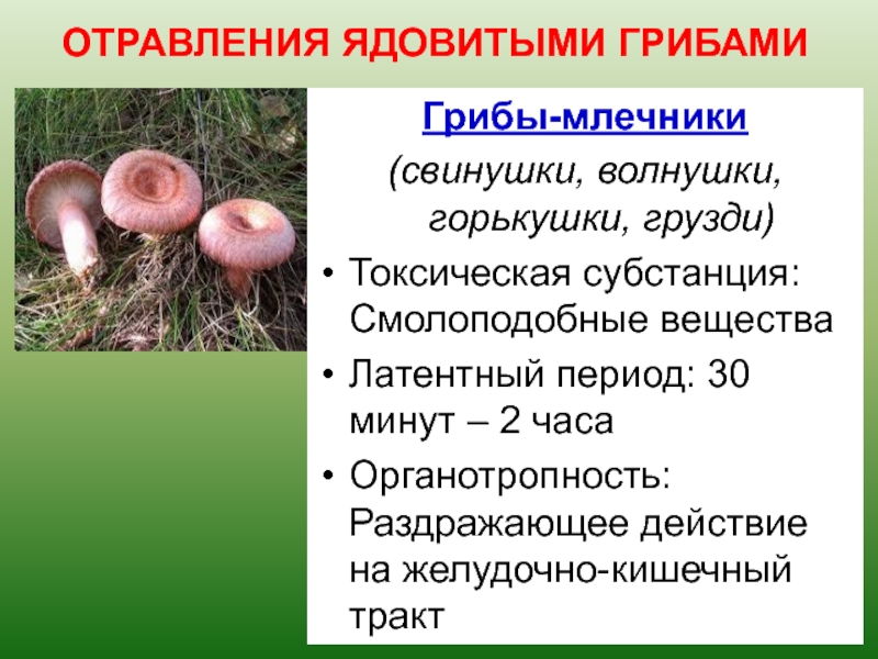 Ядовитые вещества грибы. Отравление грибами. Волнушки ядовитые. Ядовитые грибы волнушки. Волнушка съедобная и несъедобная.
