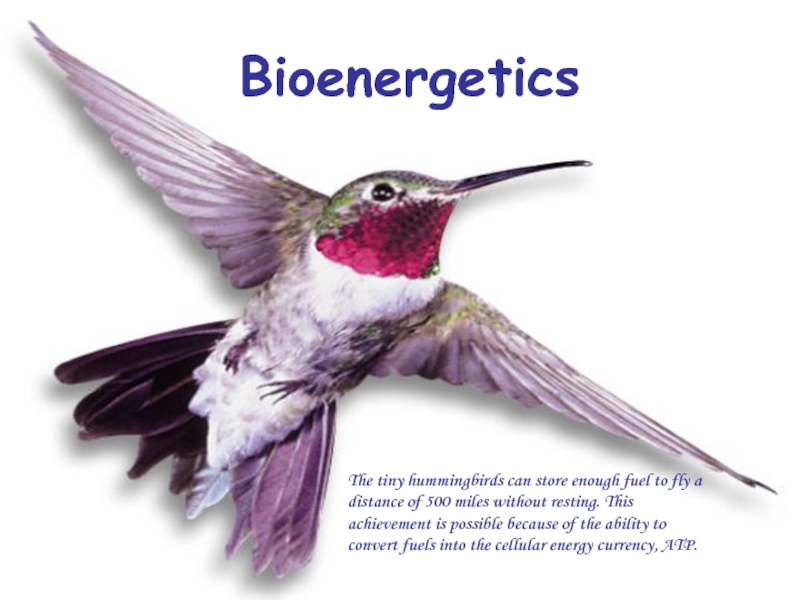Bioenergetics
The tiny hummingbirds can store enough fuel to fly a distance of