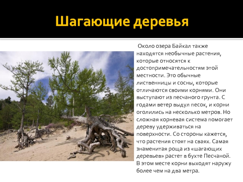 Шагающие деревья    Около озера Байкал также находятся необычные растения, которые относятся к достопримечательностям этой