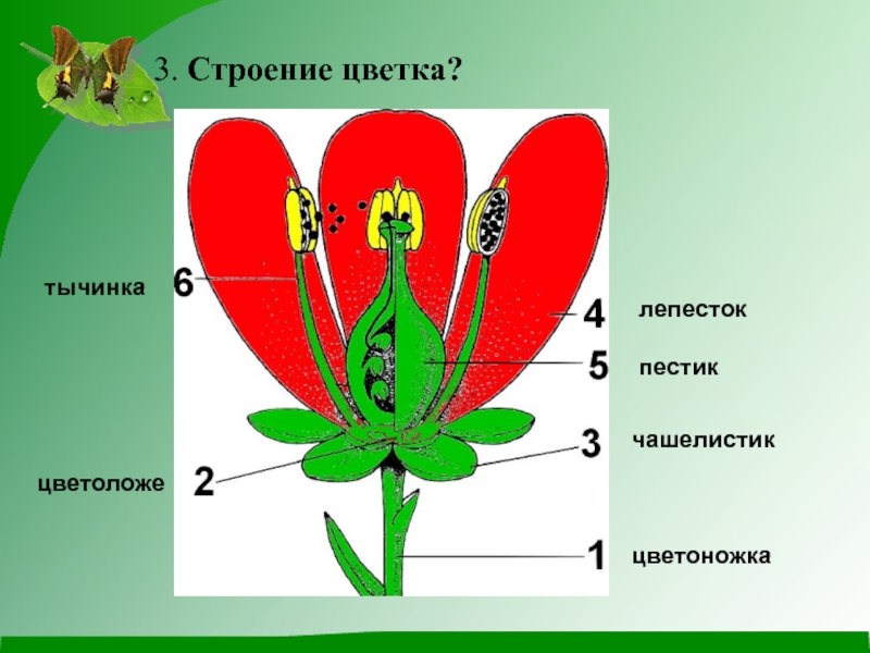 Строение тюльпана схема - 83 фото