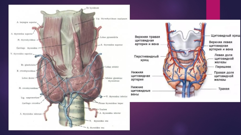 Артерии щитовидной железы. Анатомический атлас щитовидная железа. Перешеек щитовидной железы анатомия. Щитовидка строение анатомия. Щитовидная железа анатомия топография.