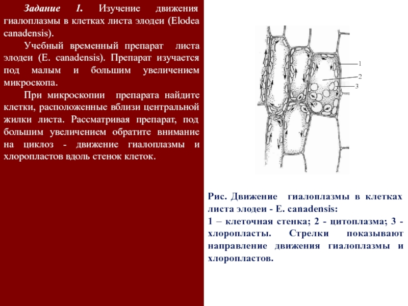 Инструкция по приготовлению препарата листа элодеи. Препарат клетки листа элодеи. Временный препарат листа элодеи. Строение клеток листа элодеи канадской. Препарат клеток элодеи.