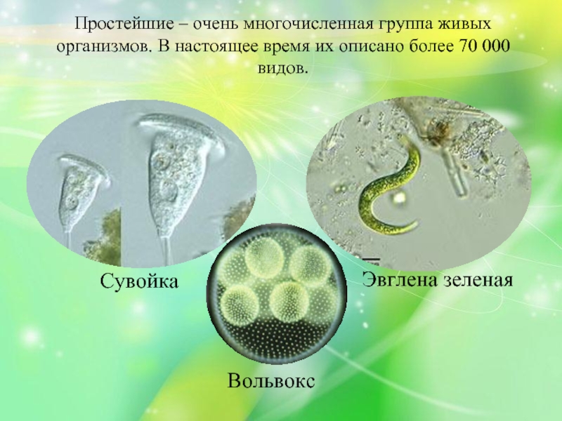 Простейшие презентация биология