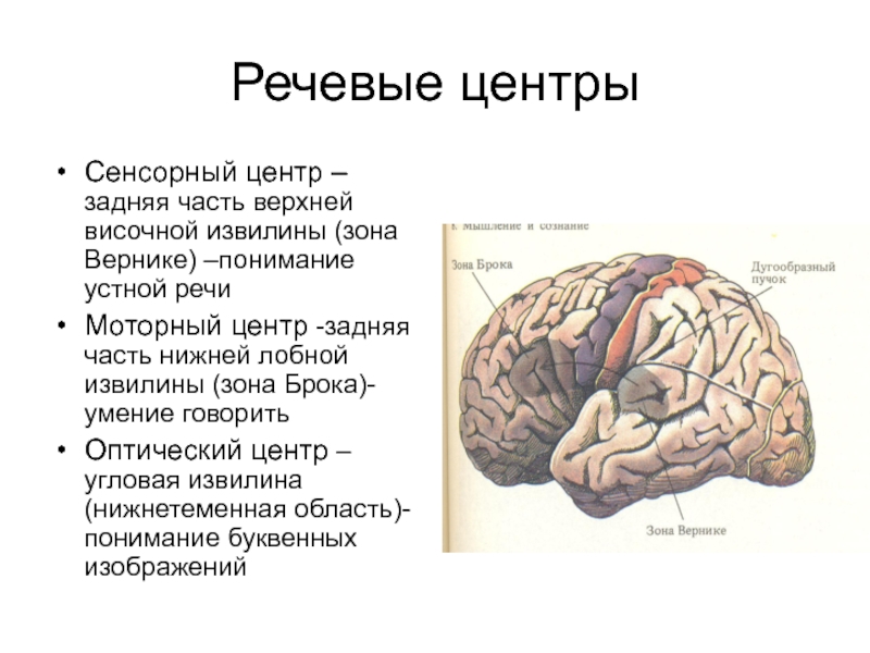 Височная функция мозга. Речевые центры. Зона Брока. Зона Вернике. Центры Брока и Вернике в головном мозге. Мозг зоны Брока и Вернике.