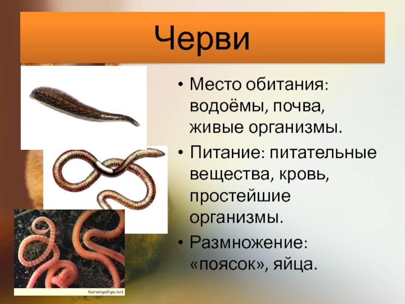 Группа черви признаки группы. Круглые черви среда обитания. Круглые черви место обитания. Среда обитания и образ жизни круглых червей. Среда обитания круглых червей.
