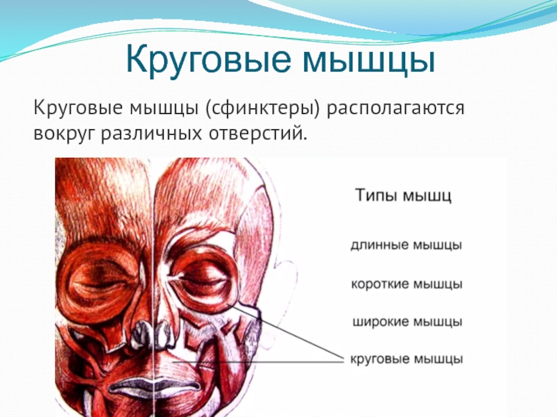 Круговые мышцы. Круговые мышцы сфинктеры. Круговая мышца лица.