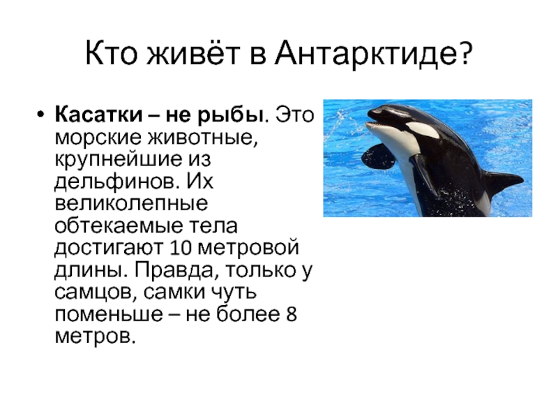 Где водятся касатки в мире карта