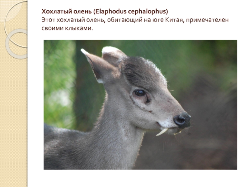 Хохлатый олень (Elaphodus cephalophus) Этот хохлатый олень, обитающий на юге Китая, примечателен своими клыками.