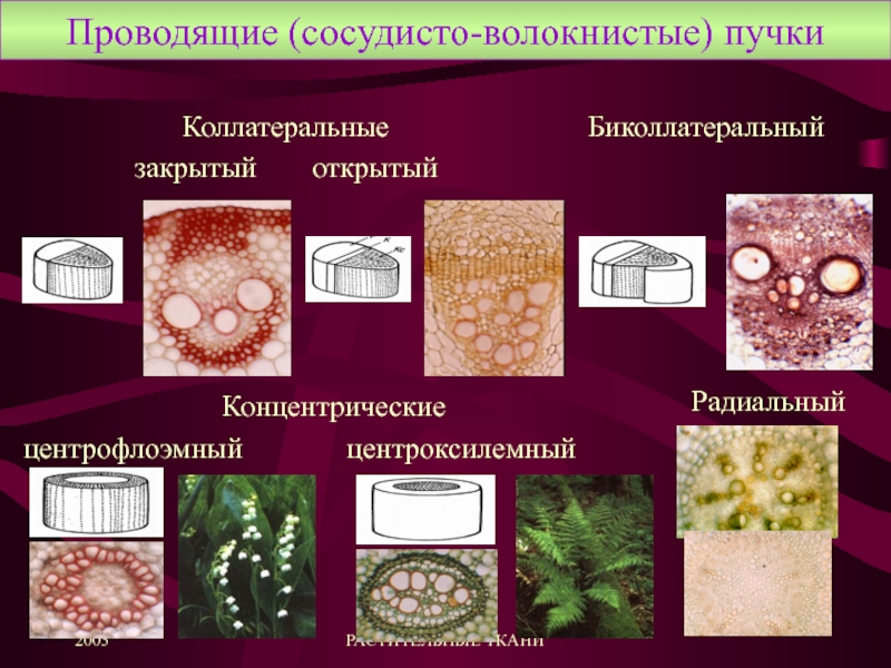 Сосудистые пучки в корневище образуют характерный рисунок