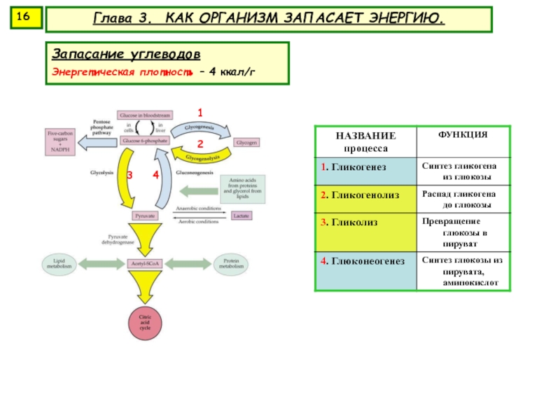 Преобладающим для запасания энергии у человека. Запасание энергии углеводы. Регуляция потребления пищи и запасания энергии. Промежуточные формы запасания энергии. Синтез Глюкозы для запасания энергии.