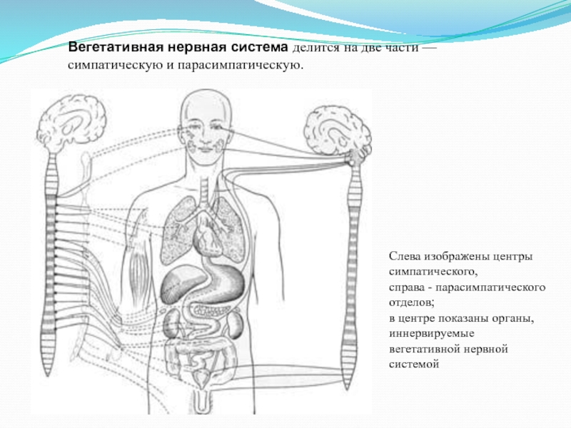 Слева изображен. Вегетативная нервная система делится на. Вегетативная нервная система делится на два. Вегетативная нервная система делится на 2. Нервная система делится на 2.