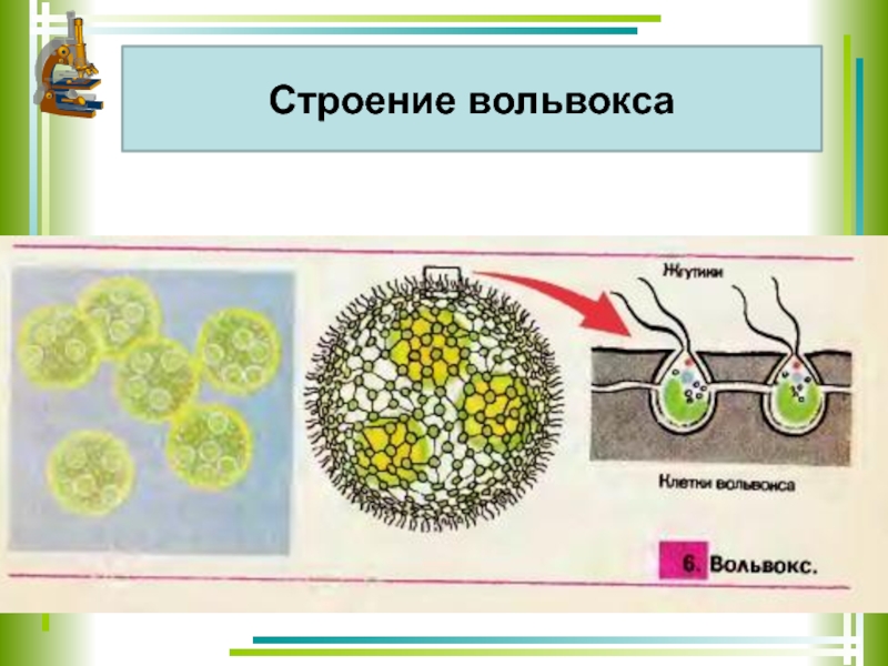 Вольвокс рисунок с подписями