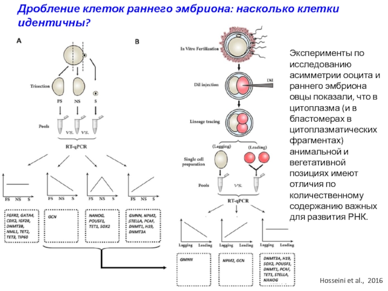 Идентичная клетка. Дробление клетки. Дробление клеток в эмбрионе. Схема клеточного цикла для бластомеров. Процесс дробления на клеточном цикле.