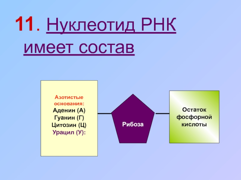 Схема строения нуклеотида рнк