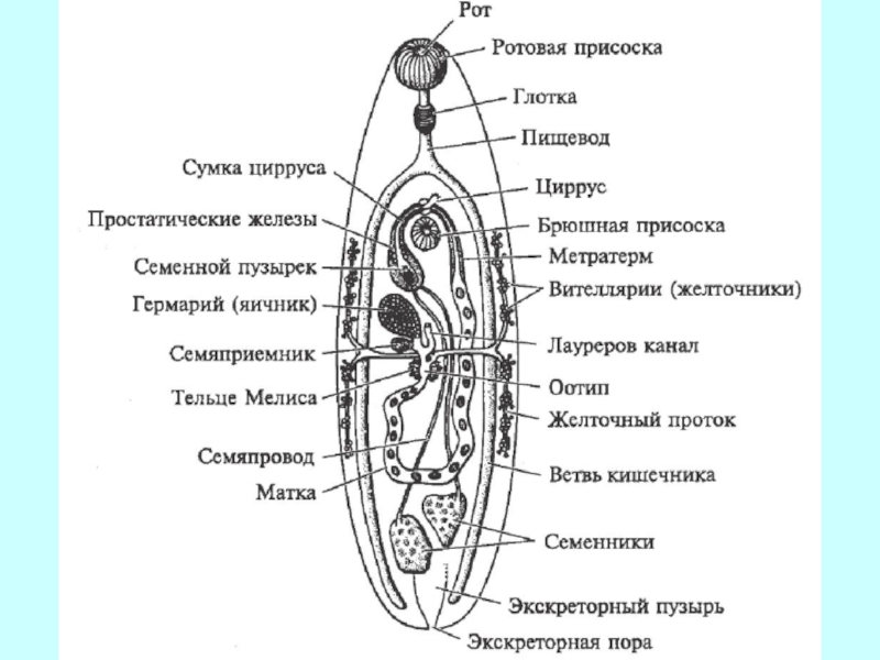 Be схема строения