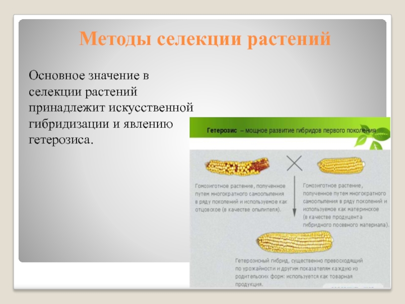 Интенсивность селекции