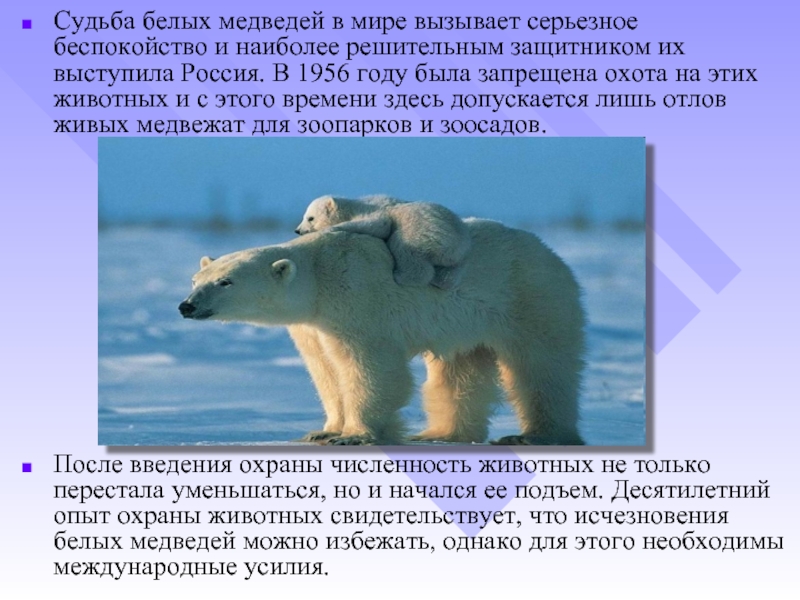 Белые медведи результаты. Охрана белых медведей. Сообщение о белом медведе. Меры охраны белого медведя. Причины вымирания белых медведей.