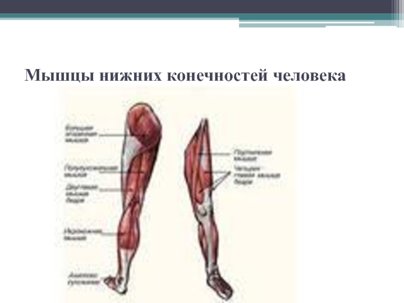 Анатомия нижних конечностей человека