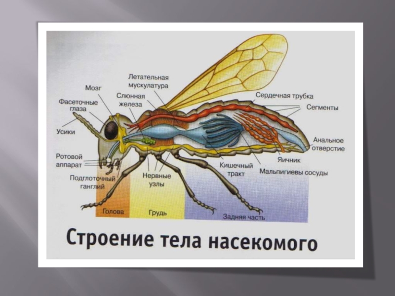 Насекомые имеют 3 отдела. Класс насекомые презентация 4 класс. Класс насекомые общая характеристика. Части тела насекомых презентация. Глаза насекомых доклад.