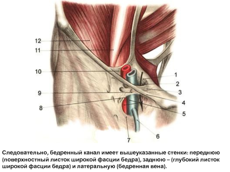 Бедренный канал схема