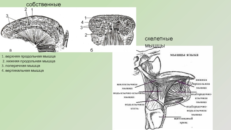 Продольные мышцы рисунок