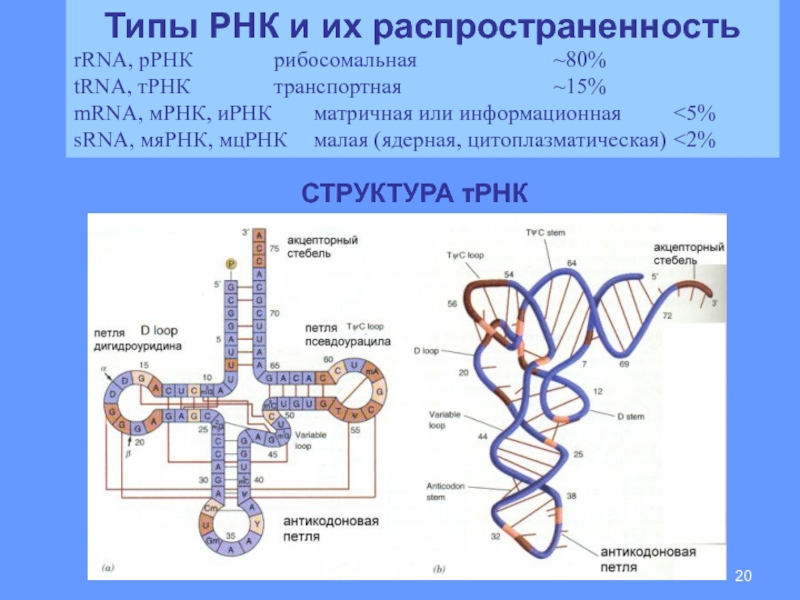 Виды рнк характеристика. Строение МРНК ТРНК РРНК. Рибосомная РНК строение.
