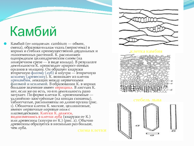 Камбий строение клеток