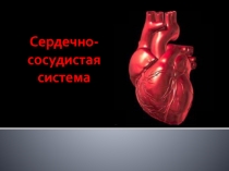 Сердечно-сосудистая система