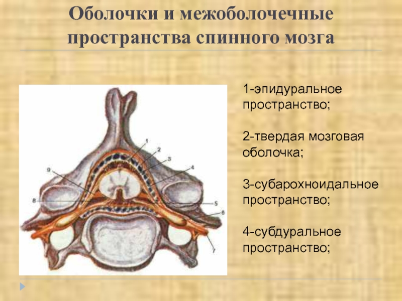 Пространства мозга. Оболочки и МЕЖОБОЛОЧЕЧНЫЕ пространства головного и спинного мозга. Оболочки и МЕЖОБОЛОЧЕЧНЫЕ пространства спинного мозга. 4. Оболочки и МЕЖОБОЛОЧЕЧНЫЕ пространства спинного мозга.. Мозговые оболочки МЕЖОБОЛОЧЕЧНЫЕ пространства желудочки мозга.