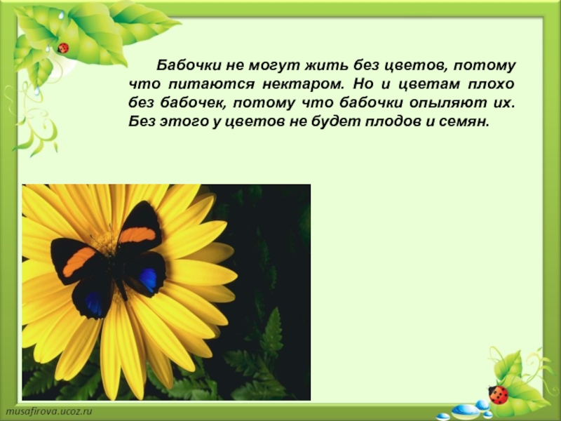 Потому что цветок. Взаимосвязь цветов и бабочек. Взаимосвязь бабочки и цветка. Без чего не может жить цветок. Почему нельзя ловить бабочек.