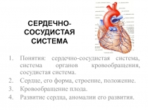 СЕРДЕЧНО-СОСУДИСТАЯ СИСТЕМА