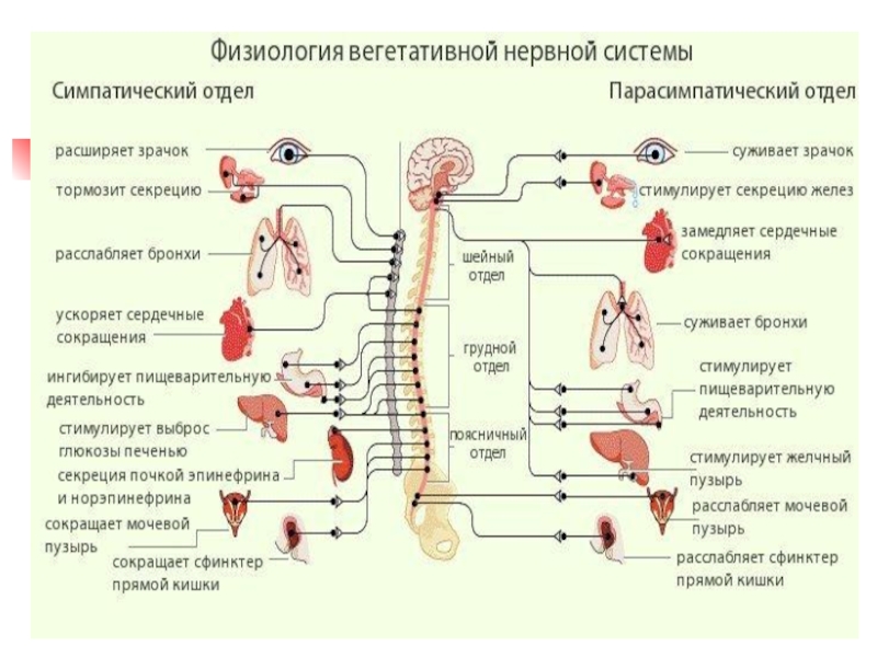 Внс физиология презентация