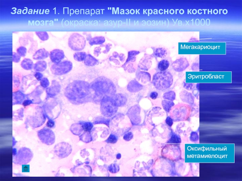 Мазок красного костного мозга рисунок