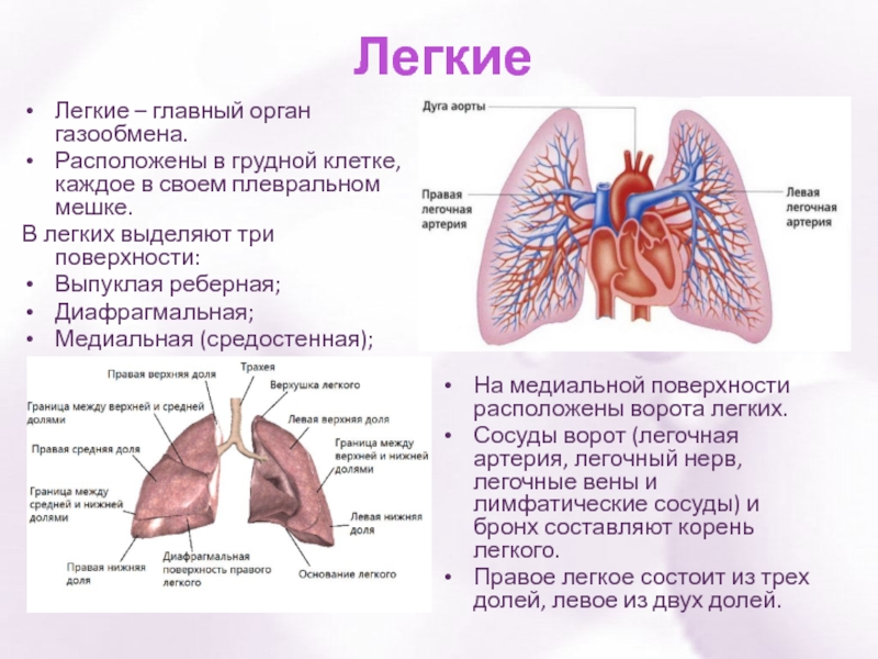 Бронхи где находятся фото